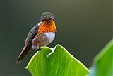 Scintillant Hummingbirdborder=