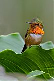 Scintillant Hummingbirdborder=