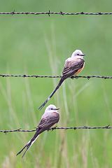 Scissor-tailed Flycatcher