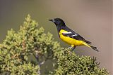 Scott's Oriole