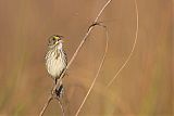 Seaside Sparrowborder=