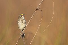 Seaside Sparrow