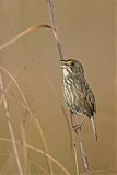 Seaside Sparrow