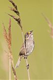 Seaside Sparrowborder=