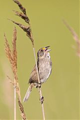 Seaside Sparrow