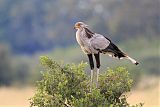 Secretarybird