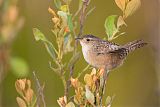 Sedge Wrenborder=