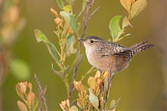 Sedge Wren