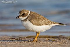 Semipalmated Plover