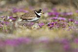 Semipalmated Plover