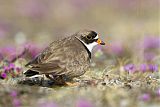 Semipalmated Plover