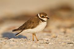 Semipalmated Plover