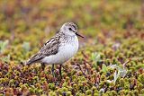 Semipalmated Sandpiper