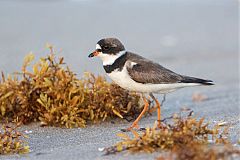 Semipalmated Plover