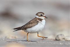 Semipalmated Plover