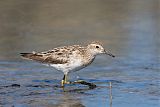 Sharp-tailed Sandpiperborder=