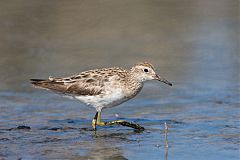 Sharp-tailed Sandpiper