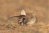 Sharp-tailed Grouse