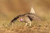 Sharp-tailed Grouse