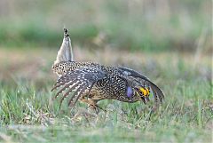 Sharp-tailed Grouse