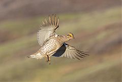 Sharp-tailed Grouse