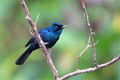 Shining Flycatcher