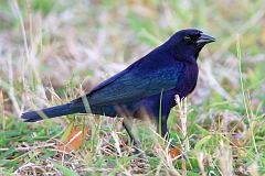 Shiny Cowbird