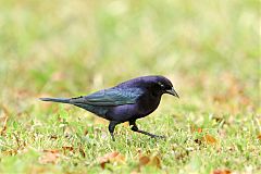 Shiny Cowbird