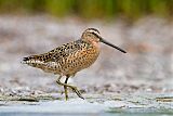 Short-billed Dowitcher