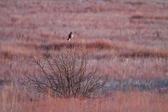 Short-eared Owl