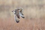 Short-eared Owl