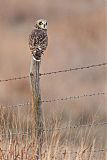 Short-eared Owl