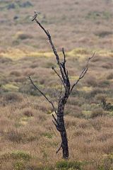 Short-eared Owl