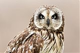 Short-eared Owlborder=