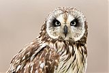 Short-eared Owl