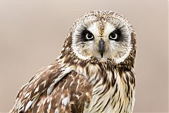 Short-eared Owl