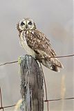 Short-eared Owlborder=