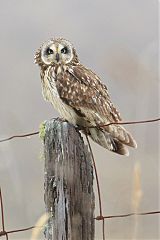 Short-eared Owl