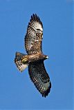 Short-tailed Hawkborder=
