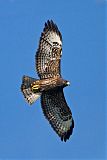 Short-tailed Hawk