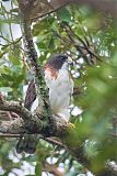 Short-tailed Hawk