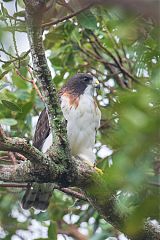 Short-tailed Hawk