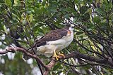 Short-tailed Hawk