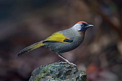 Silver-eared Laughingthrush