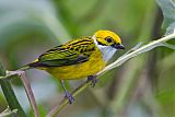 Silver-throated Tanager