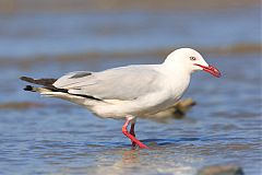 Silver Gull