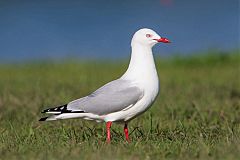 Silver Gull