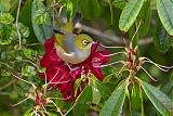 Silvereye