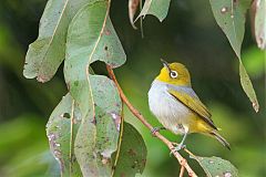 Silvereye