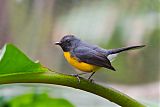 Slate-throated Redstart